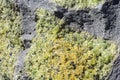 Macro View of Peridot Stone Royalty Free Stock Photo